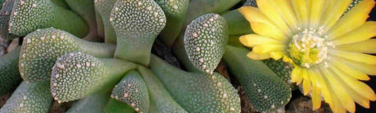 Aloinopsis Aloinopsis